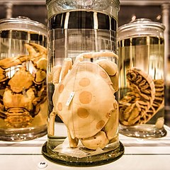 澳洲博物馆藏珍宝展