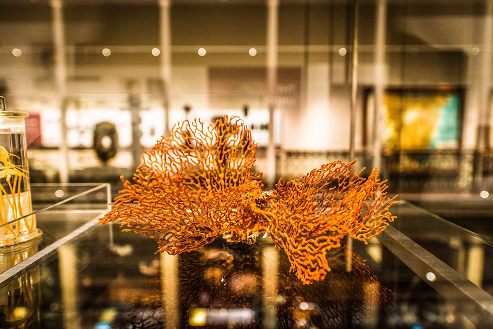 澳洲博物馆藏珍宝展